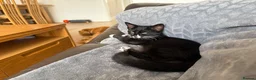 Mixed Breed cats for sale: Luna - 5 months old female in Newton Abbot - Advert 1