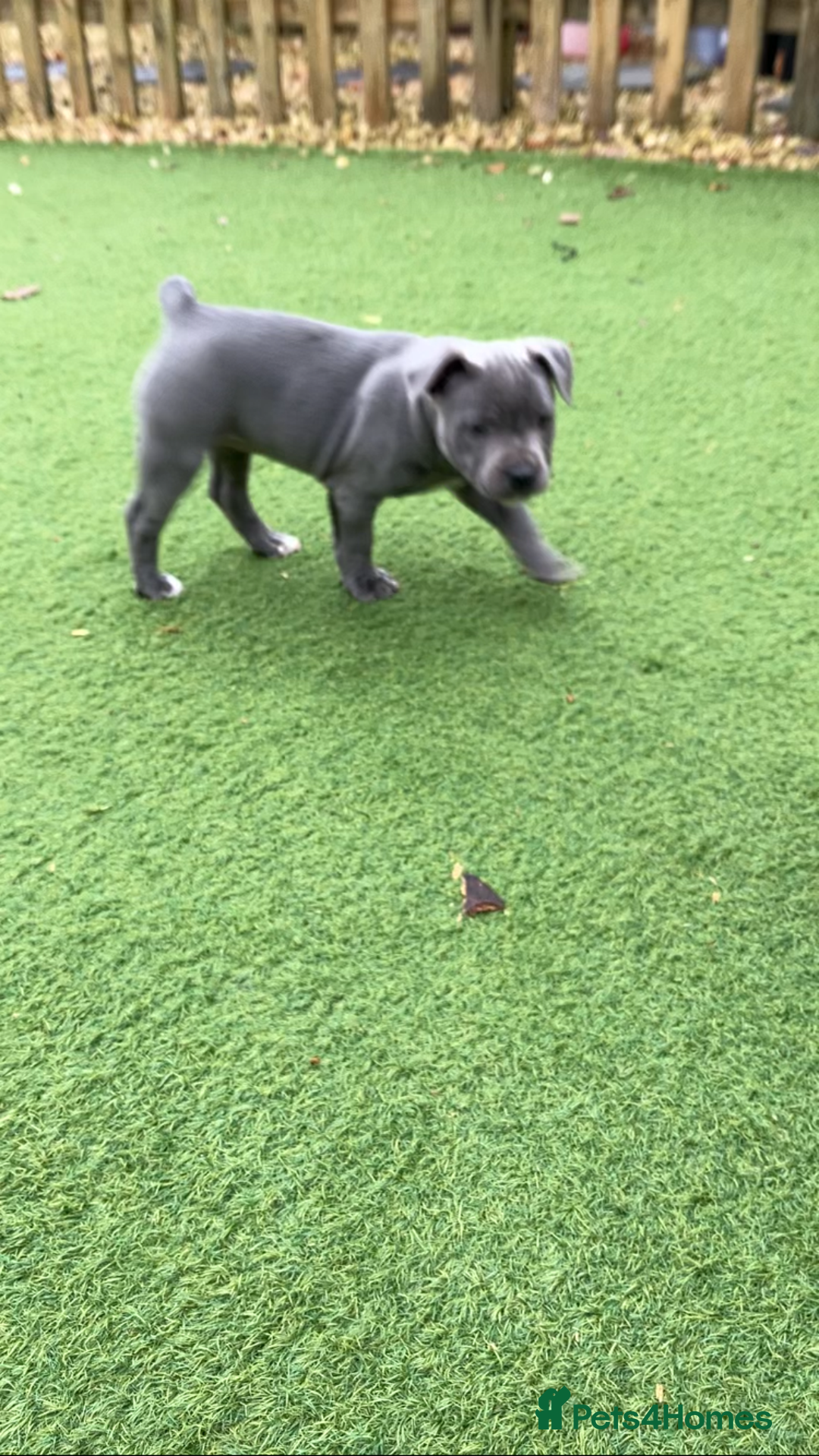 Staffordshire Bull Terrier dogs for sale: 2 blue staffy girls  - Image 10