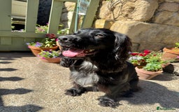 Cocker Spaniel dogs for sale: FTW Sired KC Reg Working Cocker Spaniel Puppies in Stocksfield - Image 5