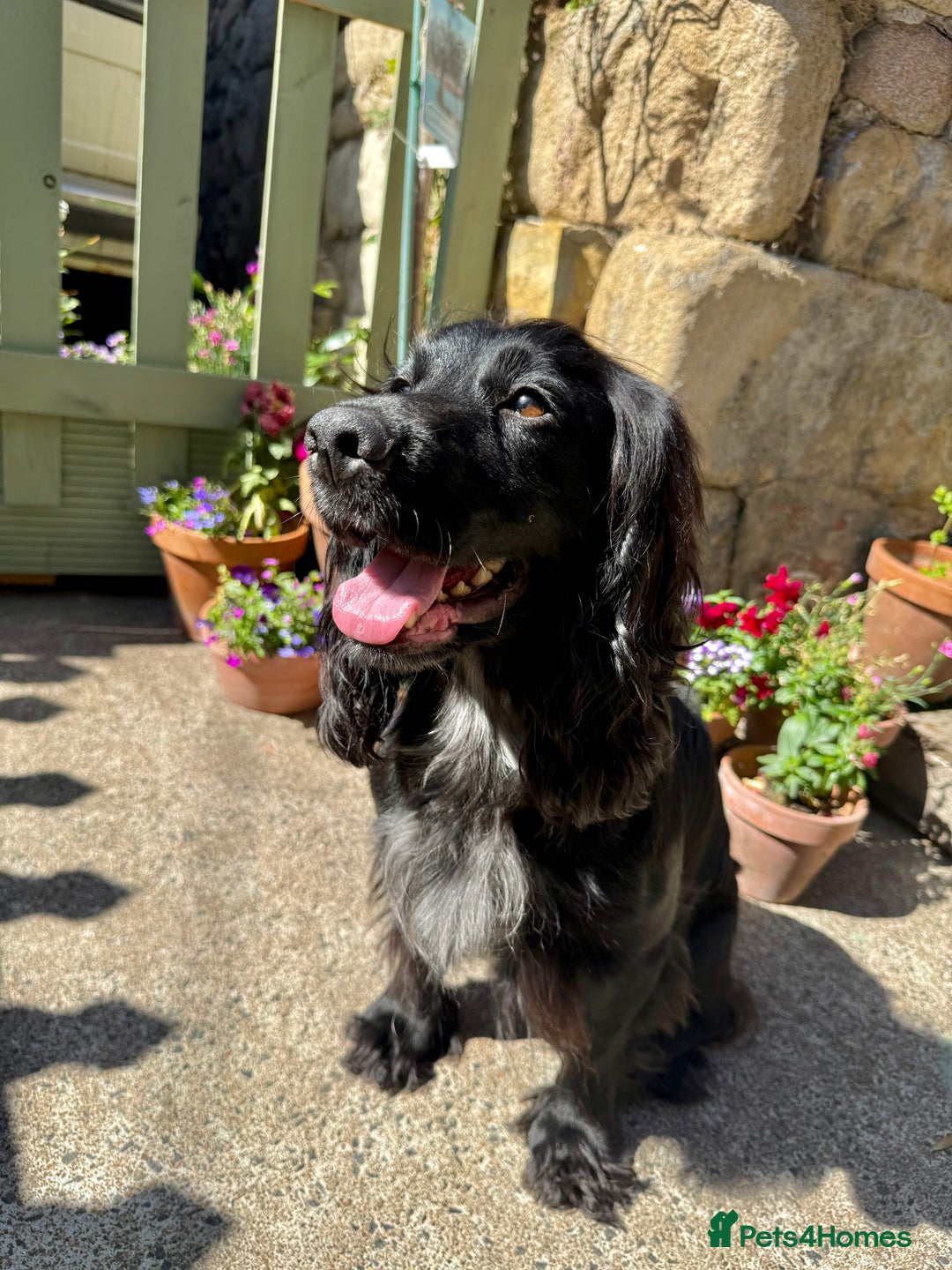 Cocker Spaniel dogs for sale: FTW Sired KC Reg Working Cocker Spaniel Puppies in Stocksfield - Image 5