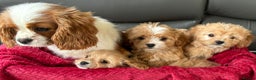 Cavapoo dogs for sale: Beautiful cavapoos ready now - Advert 12