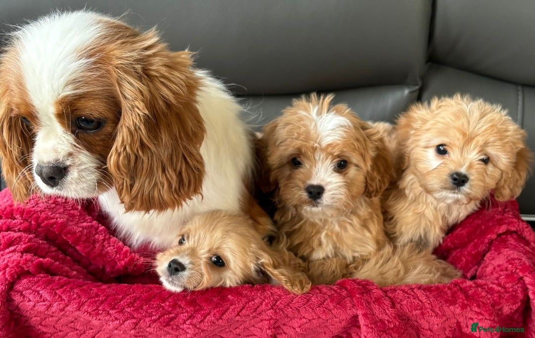Cavapoo dogs for sale: Beautiful cavapoos ready now - Advert 12