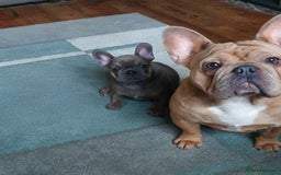 Mixed Breed dogs for sale: Mum frenchie dad English bulldog  - Image 8