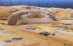 French Lop rabbits for sale: Beautiful French Lop bunnies - Image 1