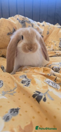 French Lop rabbits - Advert 1