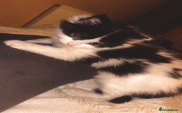 Mixed Breed cats for sale: Mum & F kitten to go together  - Image 7