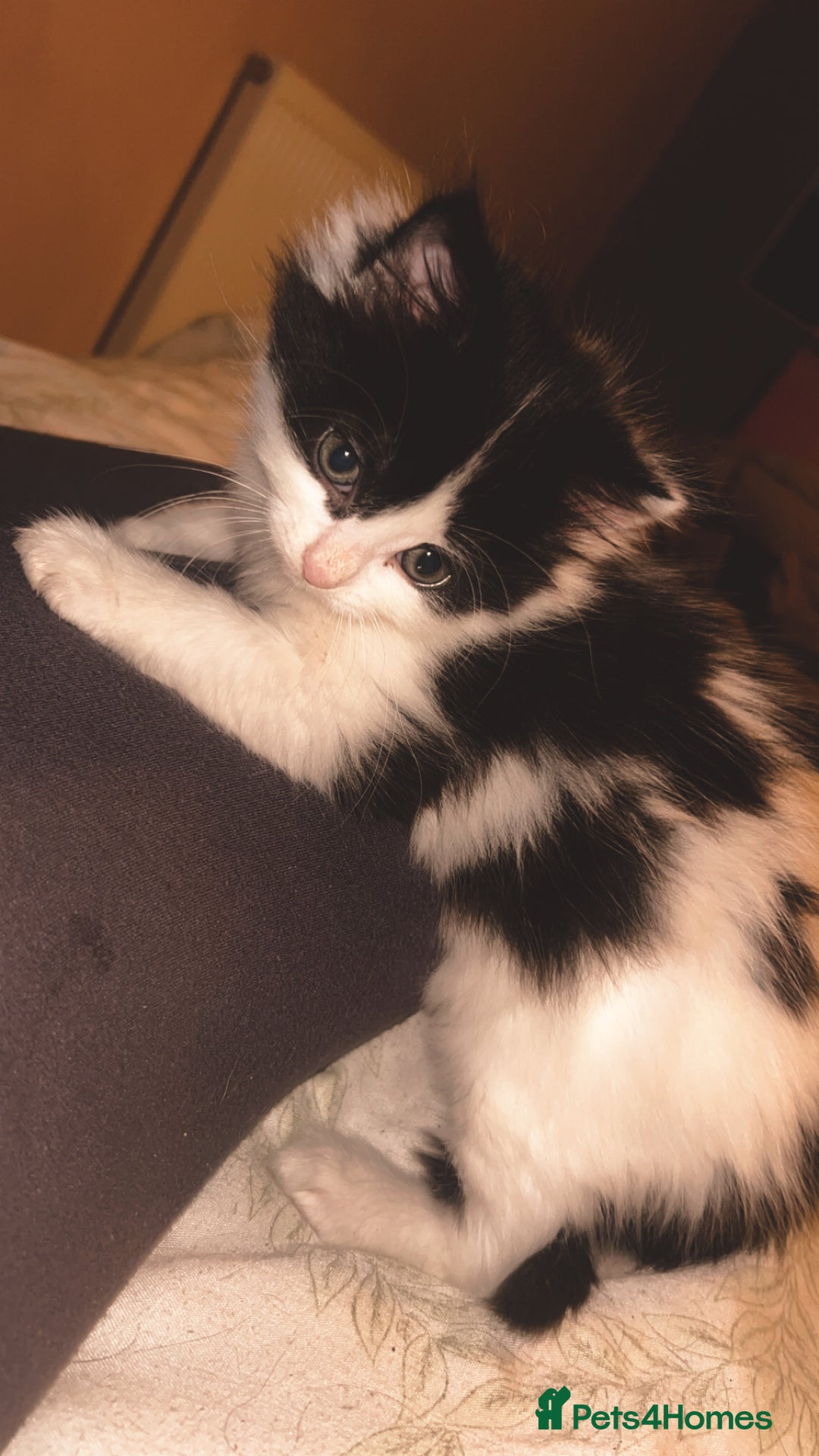 Mixed Breed cats for sale: Mum & F kitten to go together  - Image 7