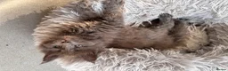 Maine Coon cats for sale: Council licensed TICA Maine Coon kittens - Advert 5