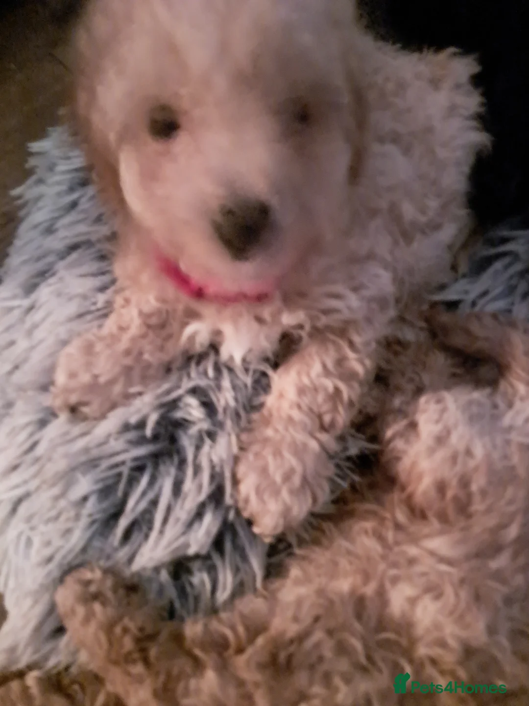 Toy Poodle dogs for sale: KC REG MIXED  LITTER TOY POODLES 1500 - Advert 3