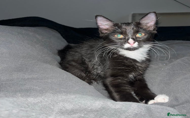 Mixed Breed cats - Advert 1