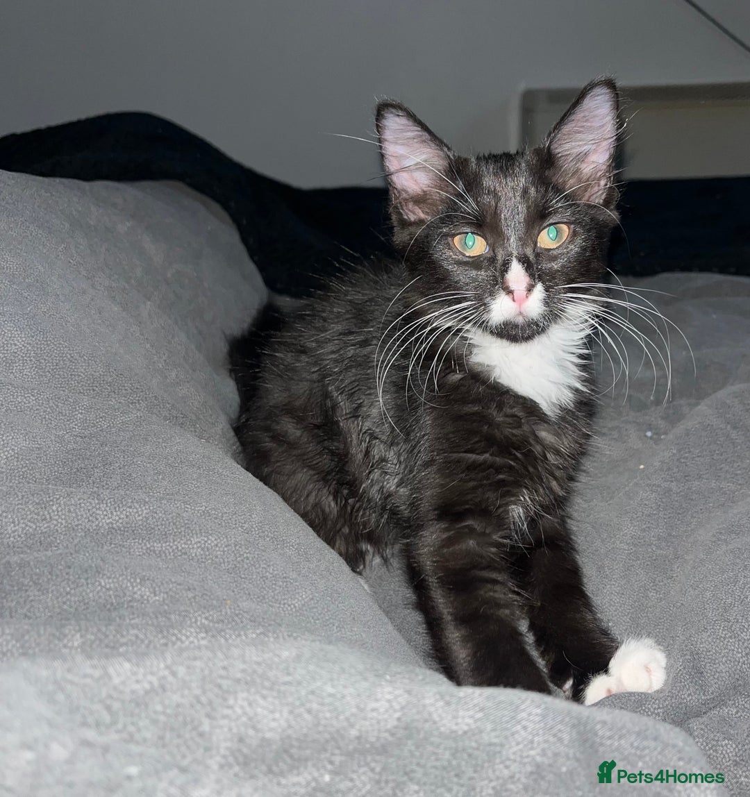 Mixed Breed cats for sale: Black male kitten for sale - Image 1