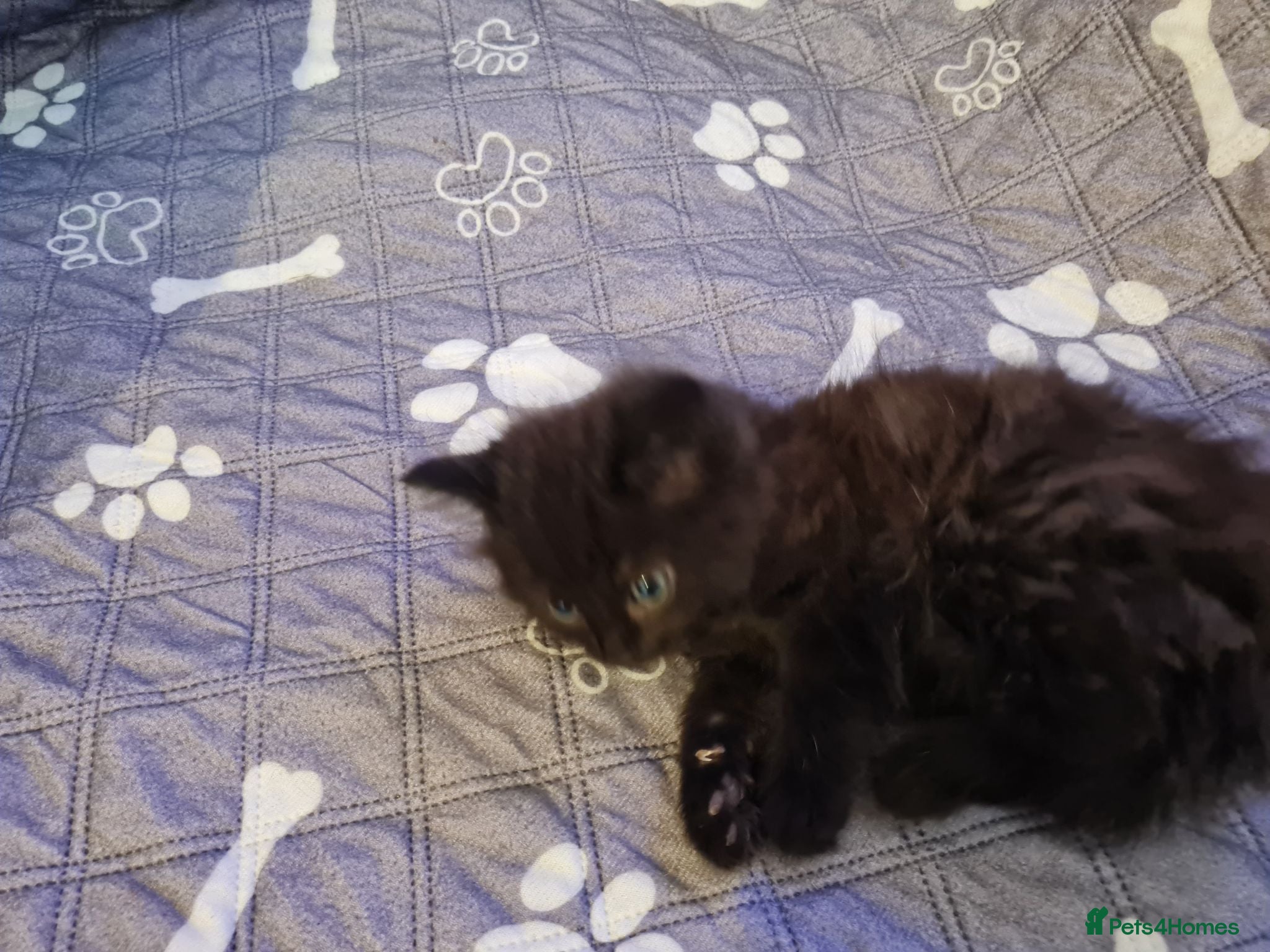 Mixed Breed cats Gorgeous kittens 2 long hair and 1 short  - Advert 2