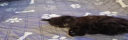 Mixed Breed cats for sale: Gorgeous kittens 2 long hair and 1 short  - Advert 12