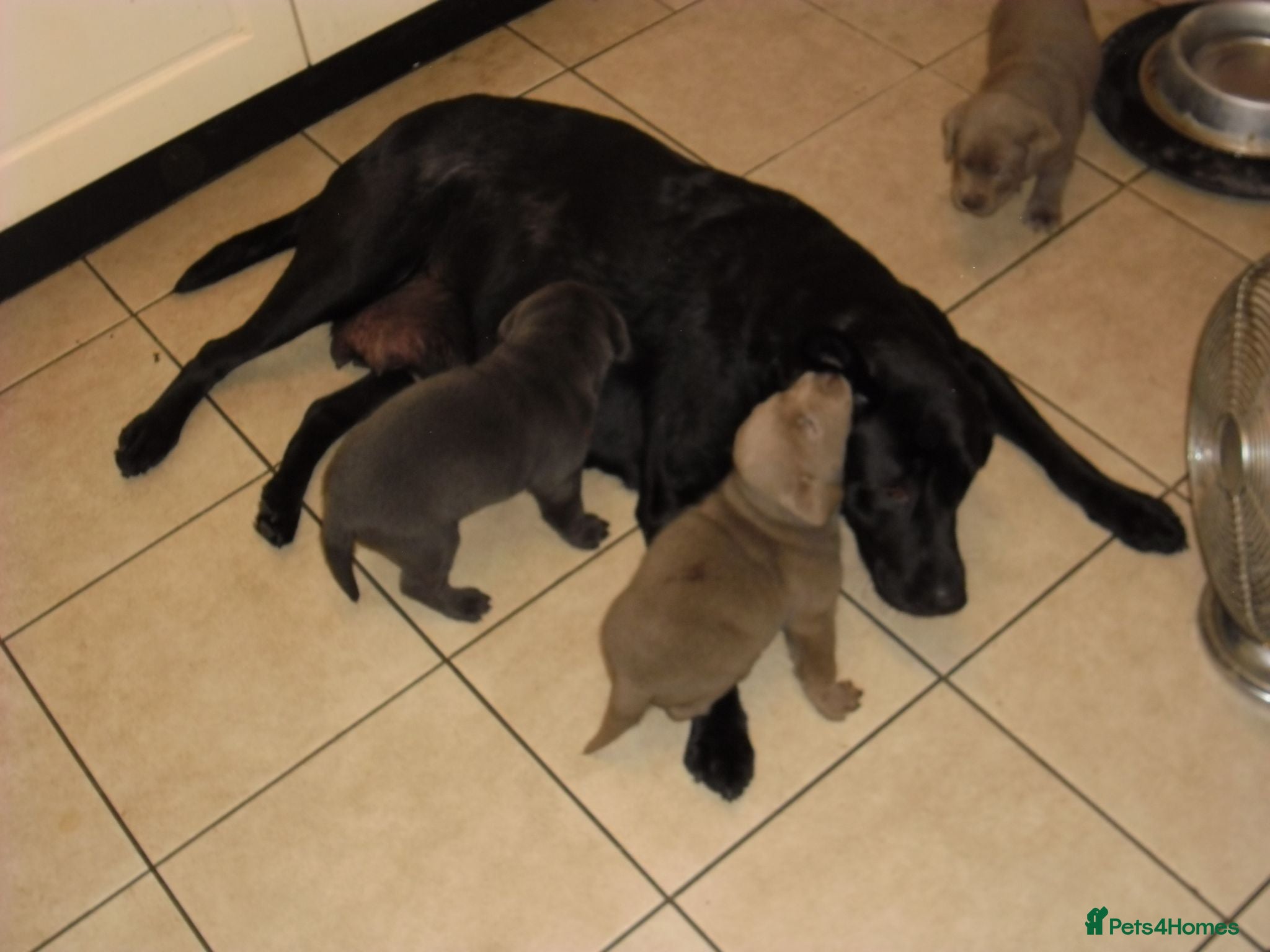 Labrador Retriever dogs 2 Gorgeous male playful puppies looking for homes - Advert 1