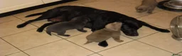 Labrador Retriever dogs for sale: 2 Gorgeous male playful puppies looking for homes - Advert 1