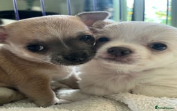 Chihuahua dogs for sale: Two beautiful Chihuahua Puppies  - Image 2