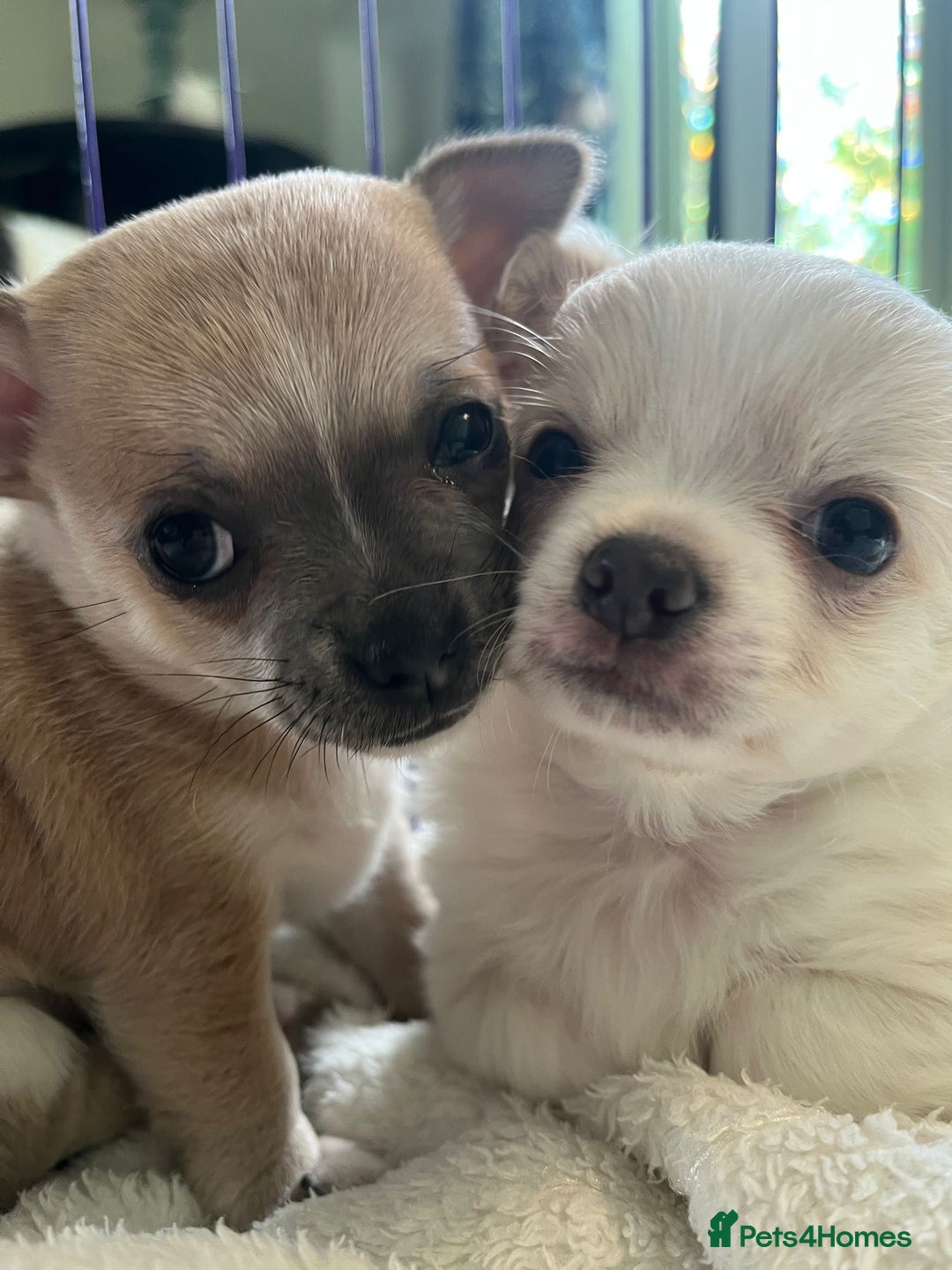 Chihuahua dogs for sale: Two beautiful Chihuahua Puppies  - Image 2