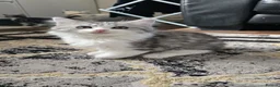 British Shorthair cats for sale: Mixed short hair british  - Advert 9