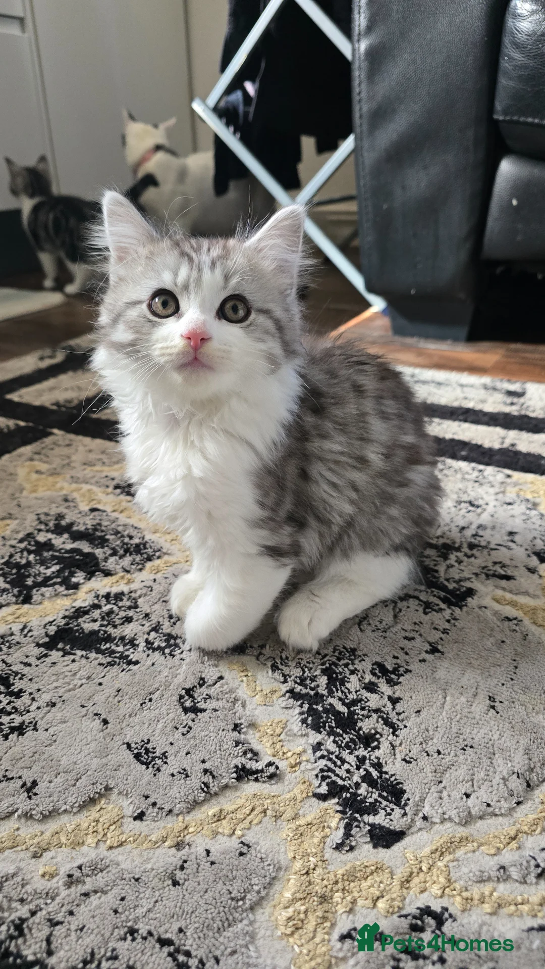 British Shorthair cats for sale: Mixed short hair british  - Advert 9