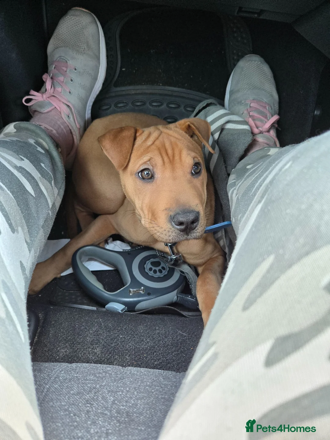 Mixed Breed dogs for sale: Sha pei cross rottweiler  - Advert 2