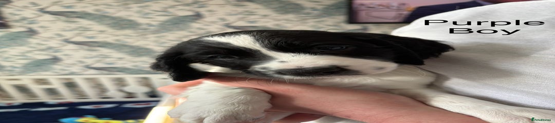 English Springer Spaniel Puppy 2