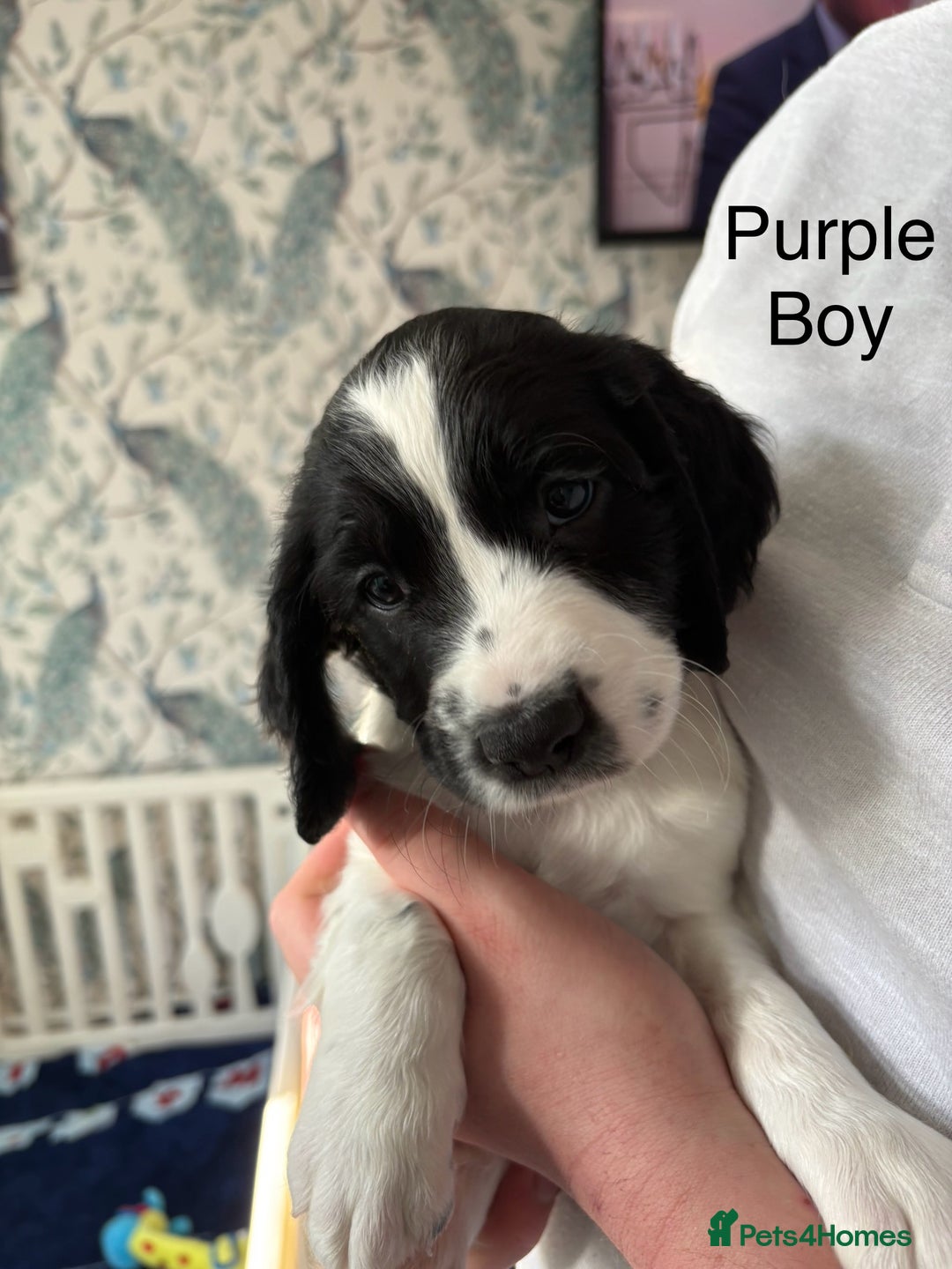 English Springer Spaniel dogs for sale: English Springer Spaniels - Image 4