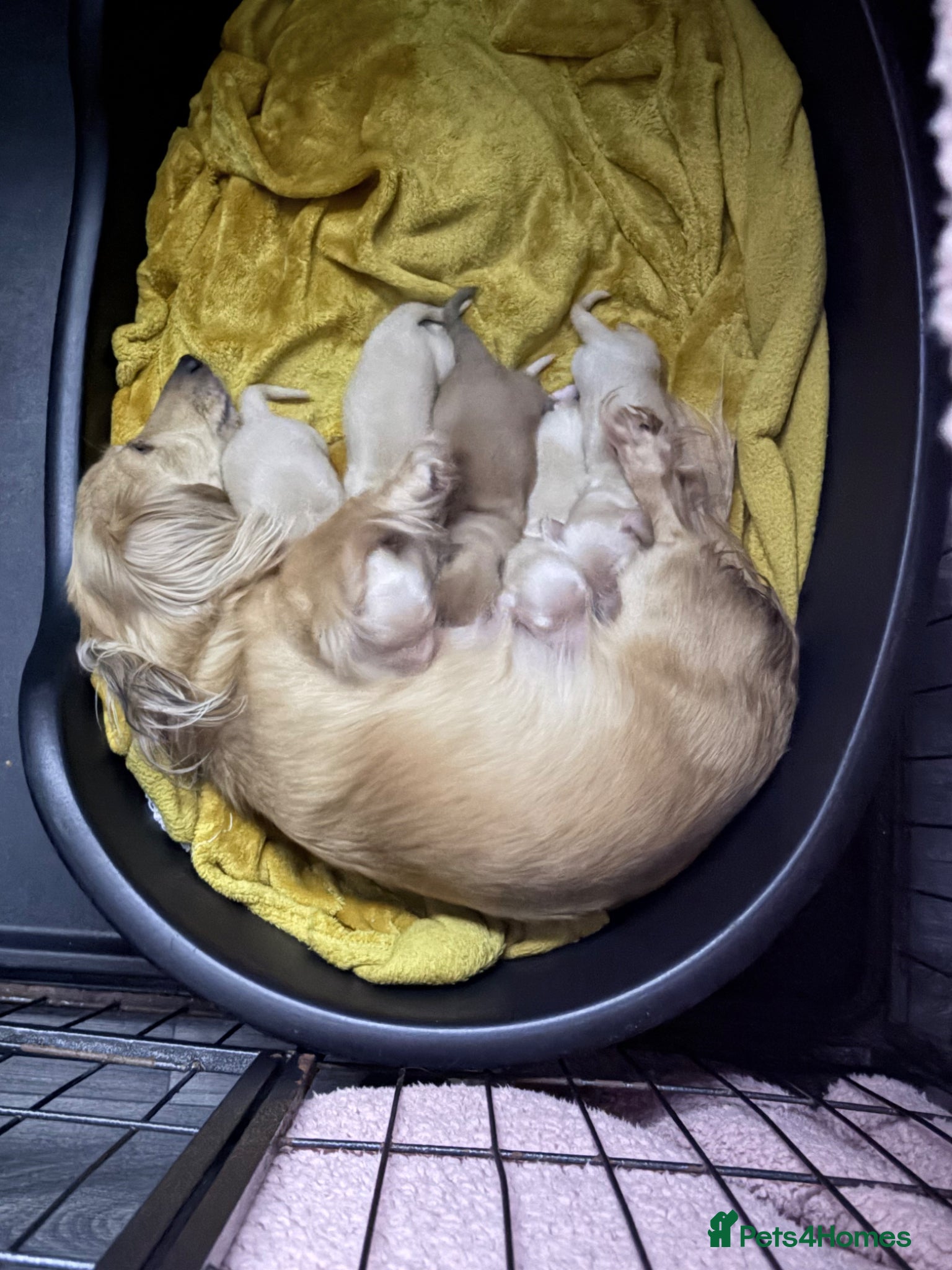 Miniature Dachshund dogs Long haired cream miniature dachshund puppies - Advert 1