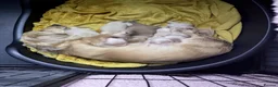 Miniature Dachshund dogs for sale: Long haired cream miniature dachshund puppies - Advert 13