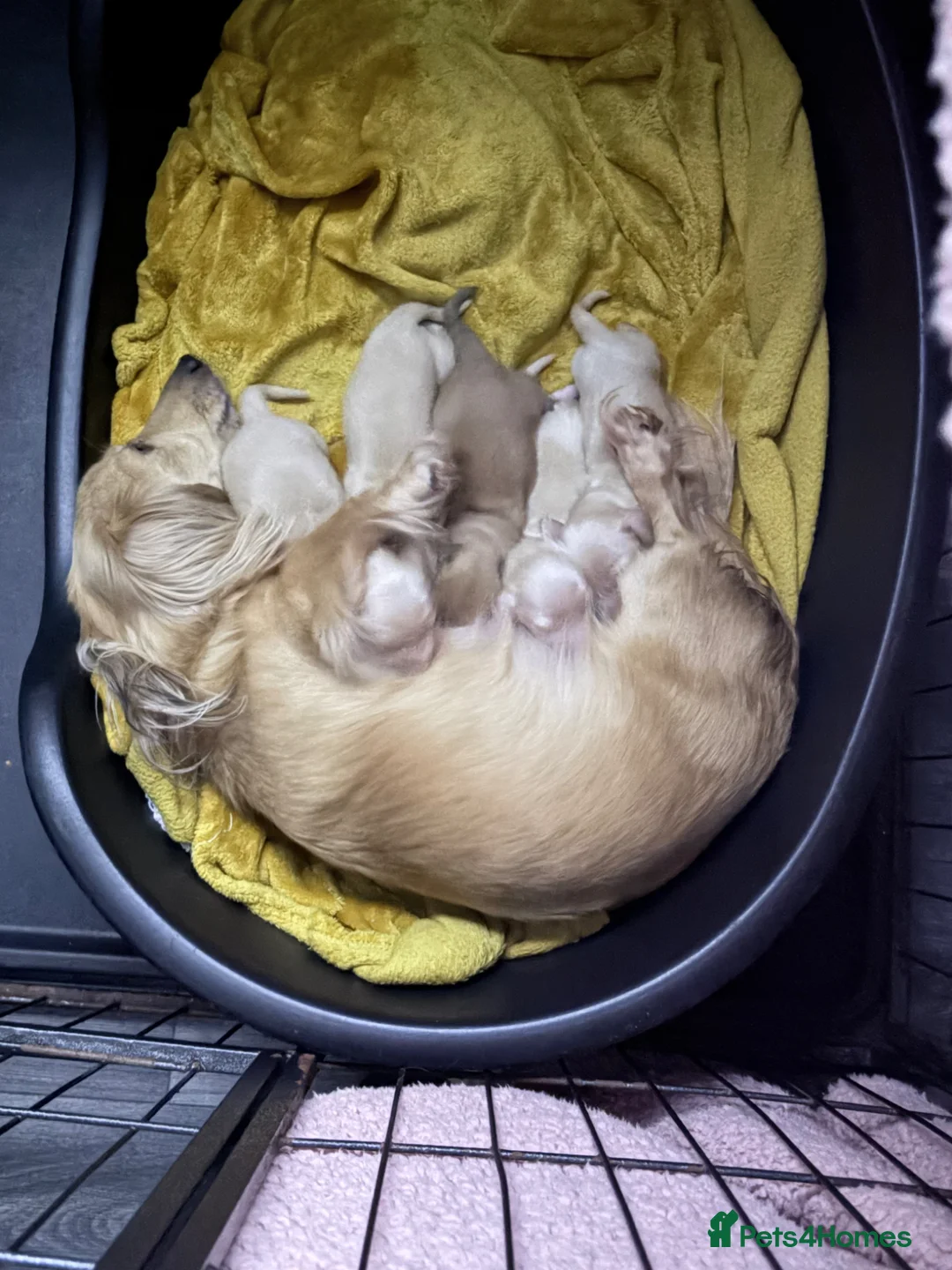 Miniature Dachshund dogs for sale: Long haired cream miniature dachshund puppies - Advert 13