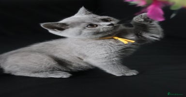 British Shorthair cats - Advert 3