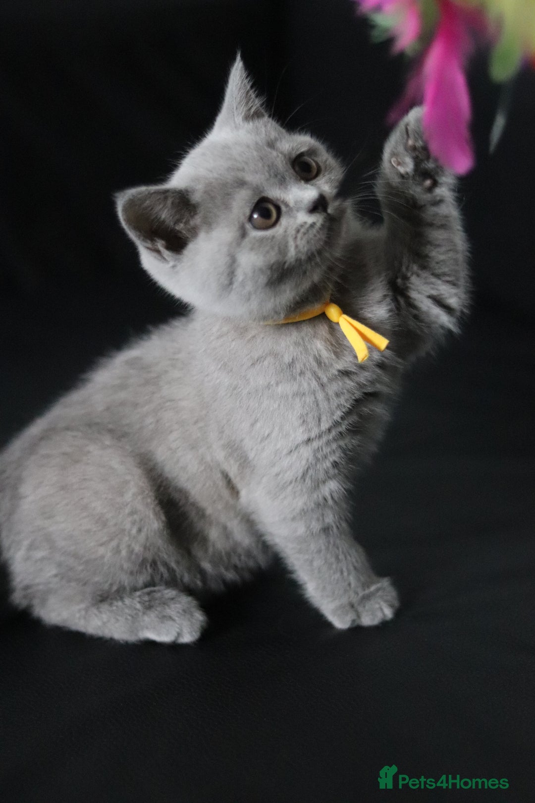 British Shorthair cats for sale: ✨️Outstanding GCCF Grand Chmp Line BSH ❤️ - Image 3