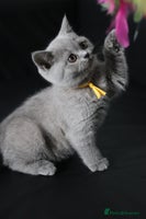 British Shorthair cats - Advert 13
