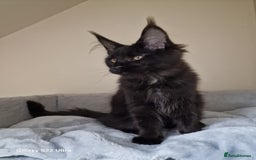 Maine Coon cats for sale: 🍁🍂Good females🏡🎯📣 - Image 24