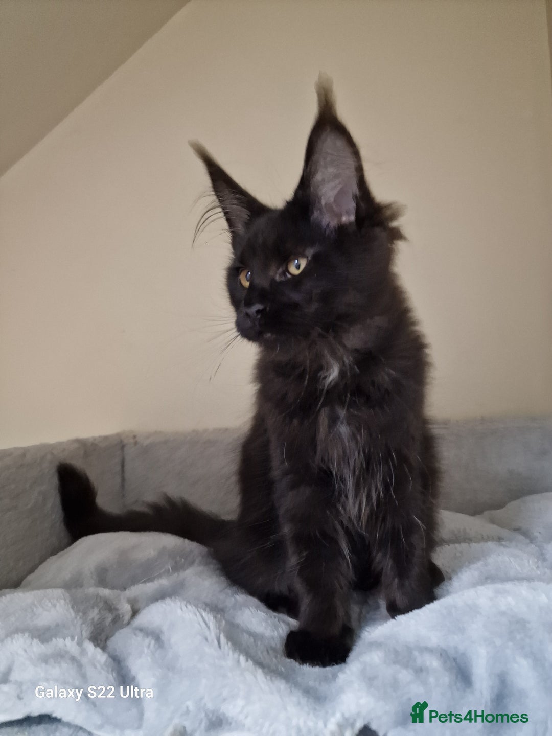 Maine Coon cats for sale: 🍁🍂Good females🏡🎯📣 - Image 24
