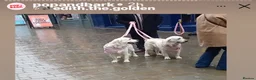 Golden Retriever dogs for sale: Cream Golden Retriever Puppies soon to be born  in Boston - Advert 15