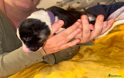 Border Collie dogs for sale: 7 beautiful border collie pups  - Advert 15