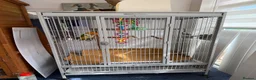 Parrots birds for sale: Tame Hand Reared Parrot Caique with huge Cage - Advert 13
