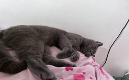 British Shorthair cats for sale: “Blue” British shorthair female  - Image 2