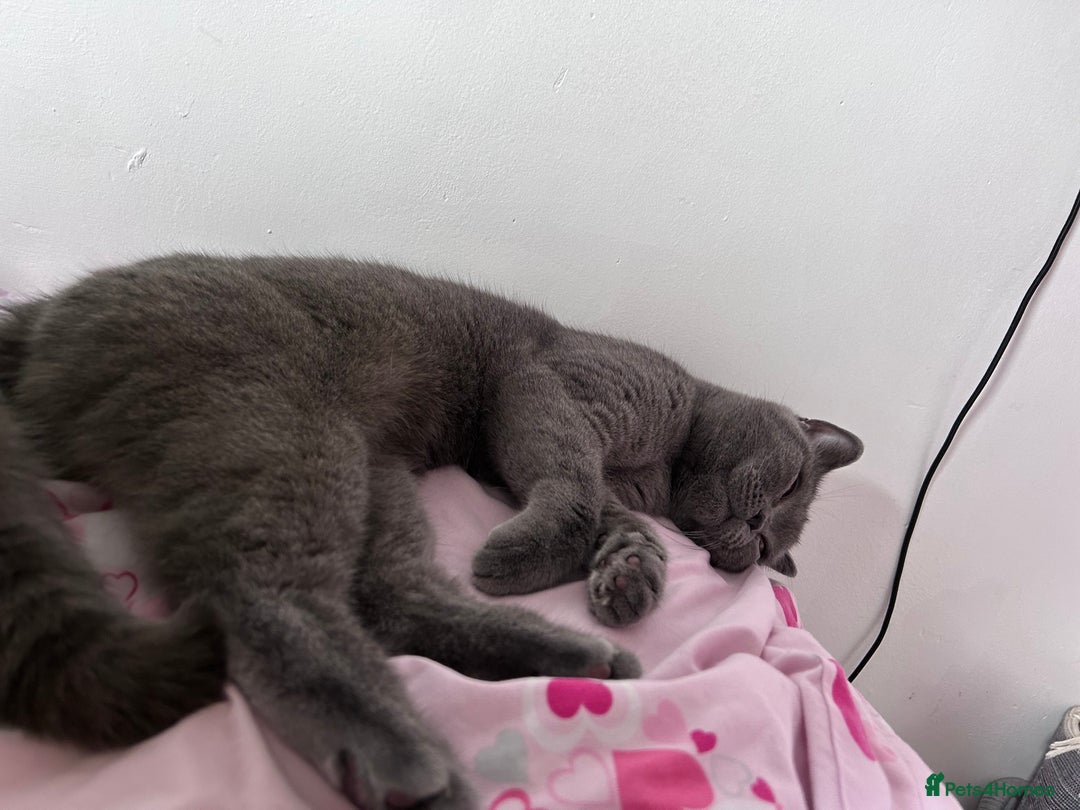 British Shorthair cats for sale: “Blue” British shorthair female  - Image 2