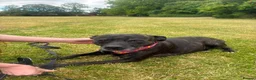 Mixed Breed dogs for adoption: Meer Sunny, currently residing in Cambridge  in Cambridge - Advert 4