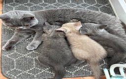 British Shorthair cats for sale: British Shorthair kittens  - Image 2