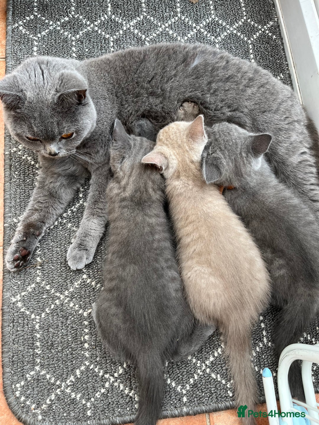 British Shorthair cats for sale: British Shorthair kittens  - Image 2