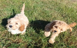 Mixed Breed dogs for sale: Cockalier-a-poo puppies;  Cockalier X Poodle - Image 5