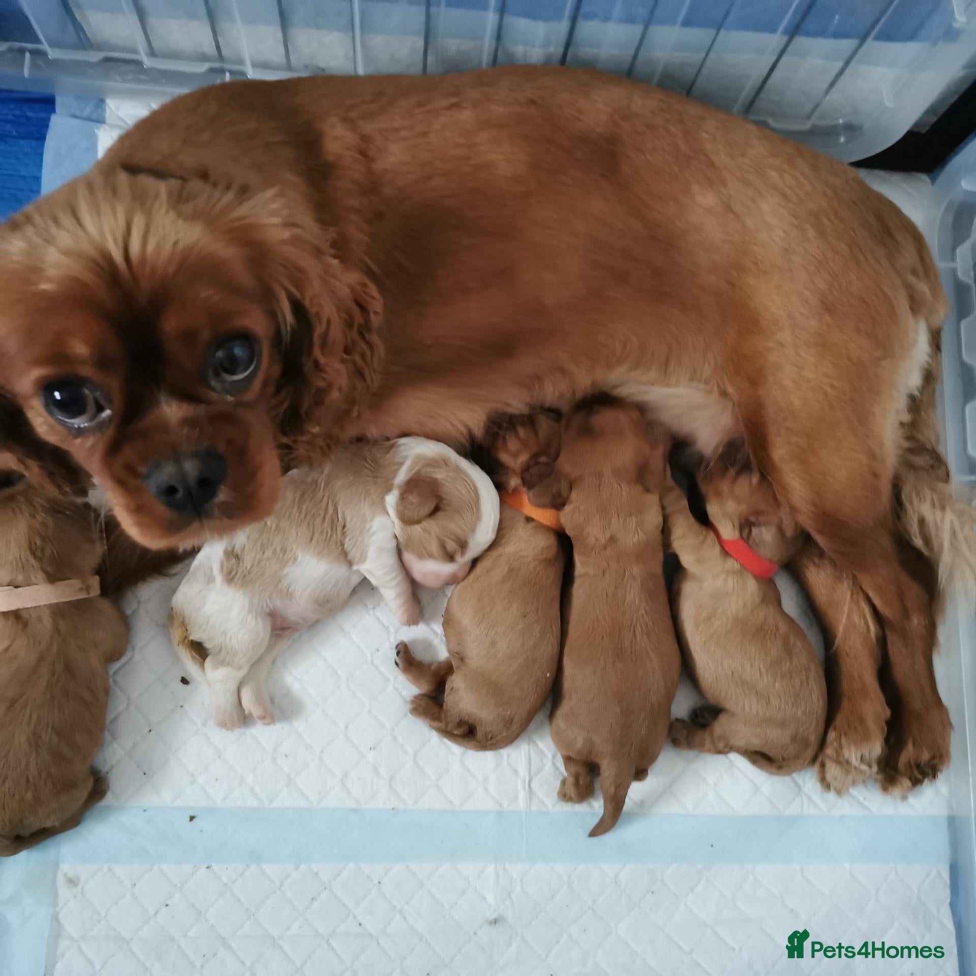Cavalier King Charles Spaniel dogs Beautiful KC and DNA tested cavalier boys - Advert 1