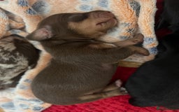 Dachshund dogs for sale: 5 beautiful daschund’s for sale  - Image 12