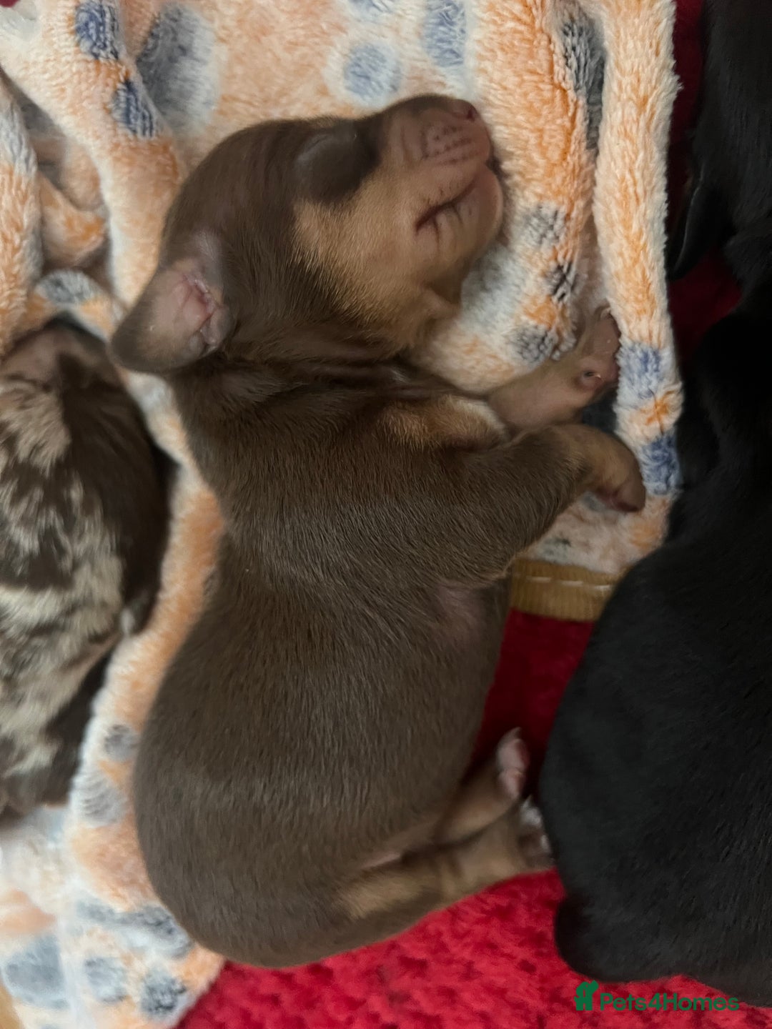 Dachshund dogs for sale: 5 beautiful daschund’s for sale  - Image 12