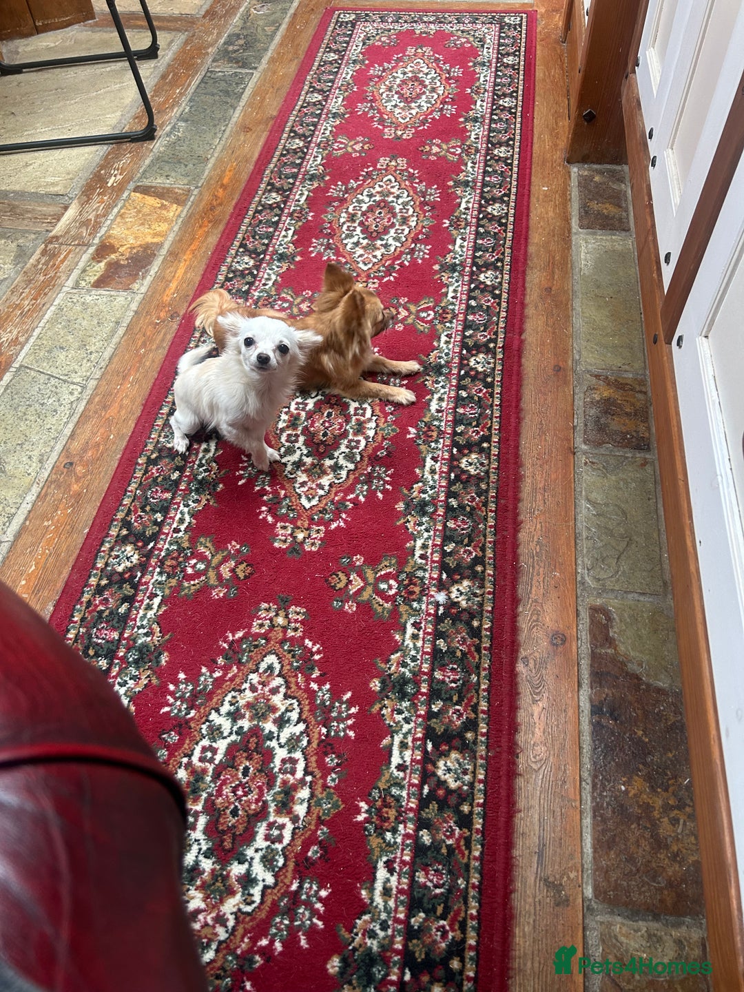 Chihuahua dogs for sale: Pure  white Chihuahua - Image 4