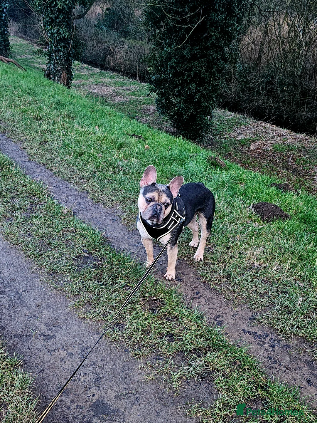 French Bulldog dogs for sale: French bulldog for sale  - Advert 6