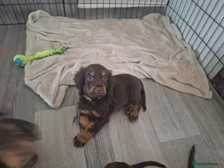 Cocker Spaniel dogs Cocker Spaniel - Advert 4