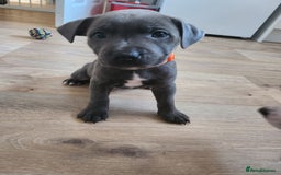 Staffordshire Bull Terrier dogs for sale: Staffies  - Image 4